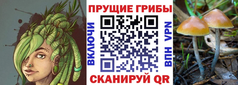 магазин    Сальск  Псилоцибиновые грибы Psilocybine cubensis 
